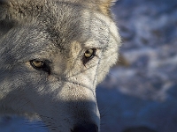 Arctic Wolf 059
